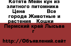 Котята Мейн-кун из элитного питомника › Цена ­ 20 000 - Все города Животные и растения » Кошки   . Пермский край,Лысьва г.